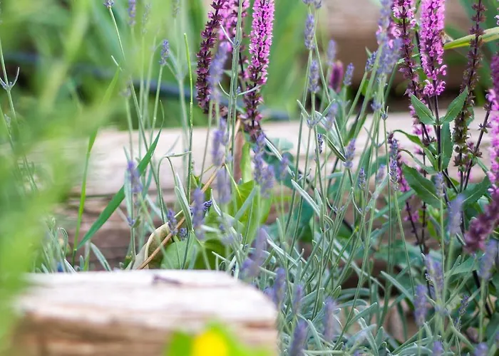 Monbuhim Comfort Apartament Veszprém