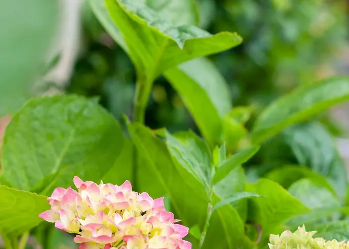 Apartament Monbuhim Comfort *